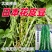 辽宁紫纹花豆角日本花皮豆早熟无筋高产抗病四季豆菜豆芸豆架