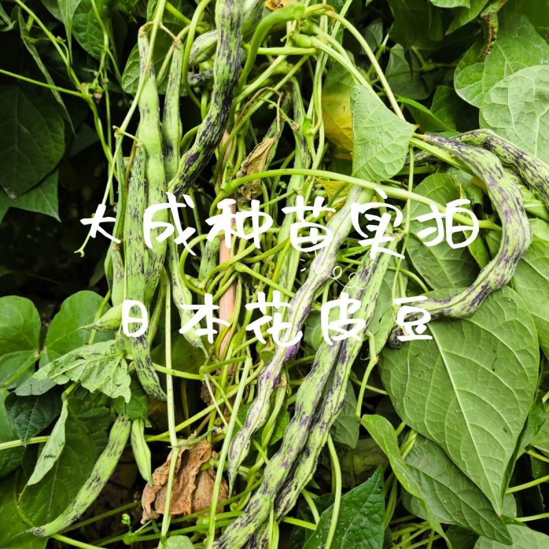 辽宁紫纹花豆角日本花皮豆早熟无筋高产抗病四季豆菜豆芸豆架