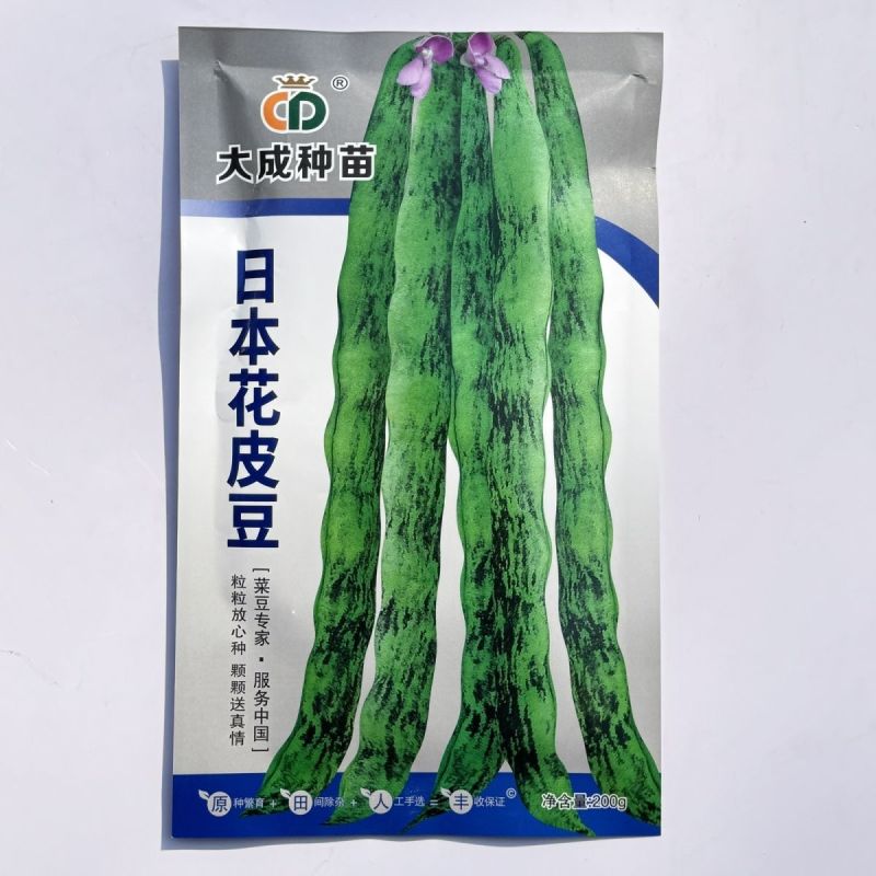 辽宁紫纹花豆角日本花皮豆早熟无筋高产抗病四季豆菜豆芸豆架