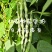 辽宁紫纹花豆角日本花皮豆早熟无筋高产抗病四季豆菜豆芸豆架