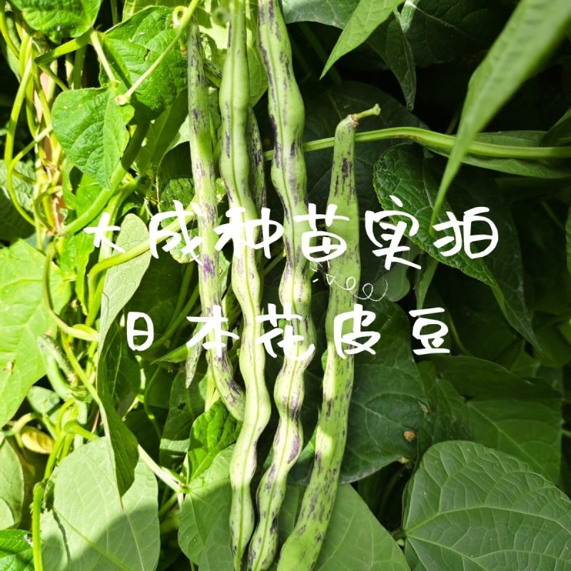 辽宁紫纹花豆角日本花皮豆早熟无筋高产抗病四季豆菜豆芸豆架
