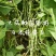 辽宁紫纹花豆角日本花皮豆早熟无筋高产抗病四季豆菜豆芸豆架