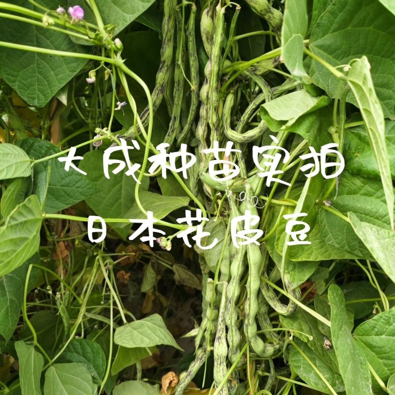 辽宁紫纹花豆角日本花皮豆早熟无筋高产抗病四季豆菜豆芸豆架
