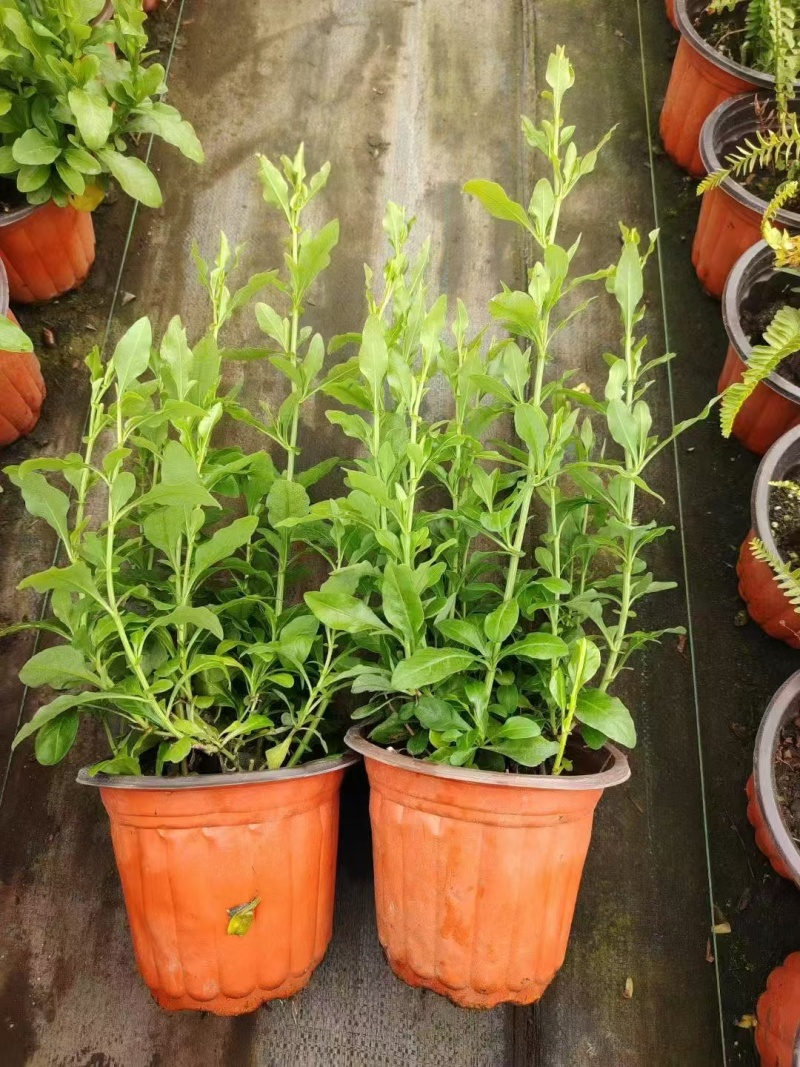 观花植物熊猫董、蓝雪花、芙蓉菊120杯的，基地有量。
