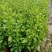观花植物熊猫董、蓝雪花、芙蓉菊120杯的，基地有量。
