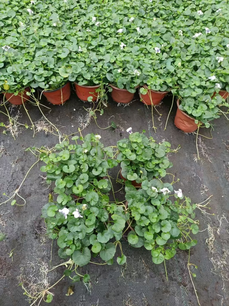 观花植物熊猫董、蓝雪花、芙蓉菊120杯的，基地有量。