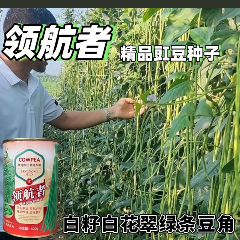 领航者白籽白花豇豆种子双荚率高长高产厚肉翠绿条耐热长豆角