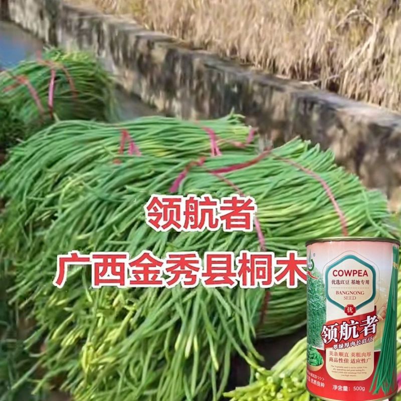 领航者白籽白花豇豆种子双荚率高长高产厚肉翠绿条耐热长豆角
