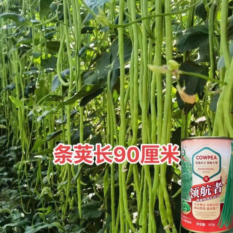 领航者白籽白花豇豆种子双荚率高长高产厚肉翠绿条耐热长豆角