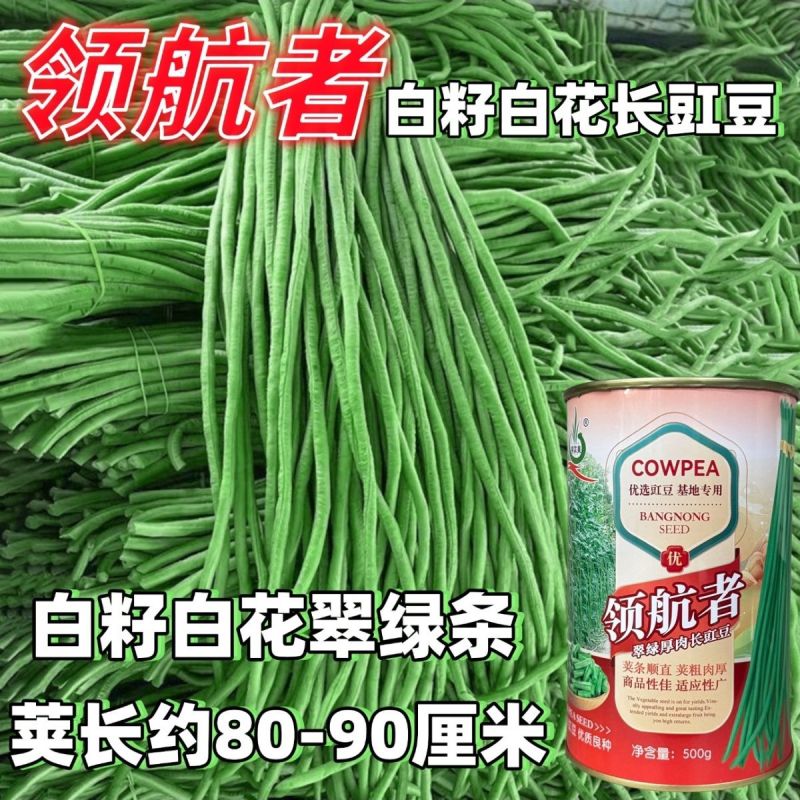 领航者白籽白花豇豆种子双荚率高长高产厚肉翠绿条耐热长豆角