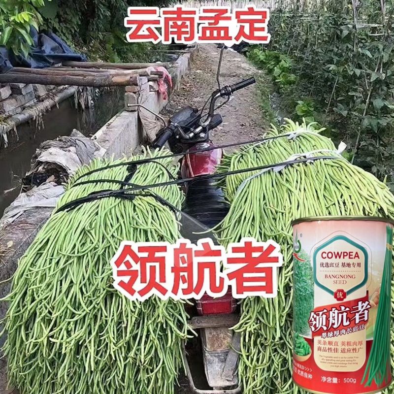 领航者白籽白花豇豆种子双荚率高长高产厚肉翠绿条耐热长豆角