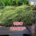 领航者白籽白花豇豆种子双荚率高长高产厚肉翠绿条耐热长豆角
