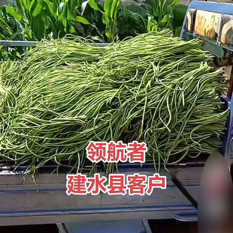 领航者白籽白花豇豆种子双荚率高长高产厚肉翠绿条耐热长豆角