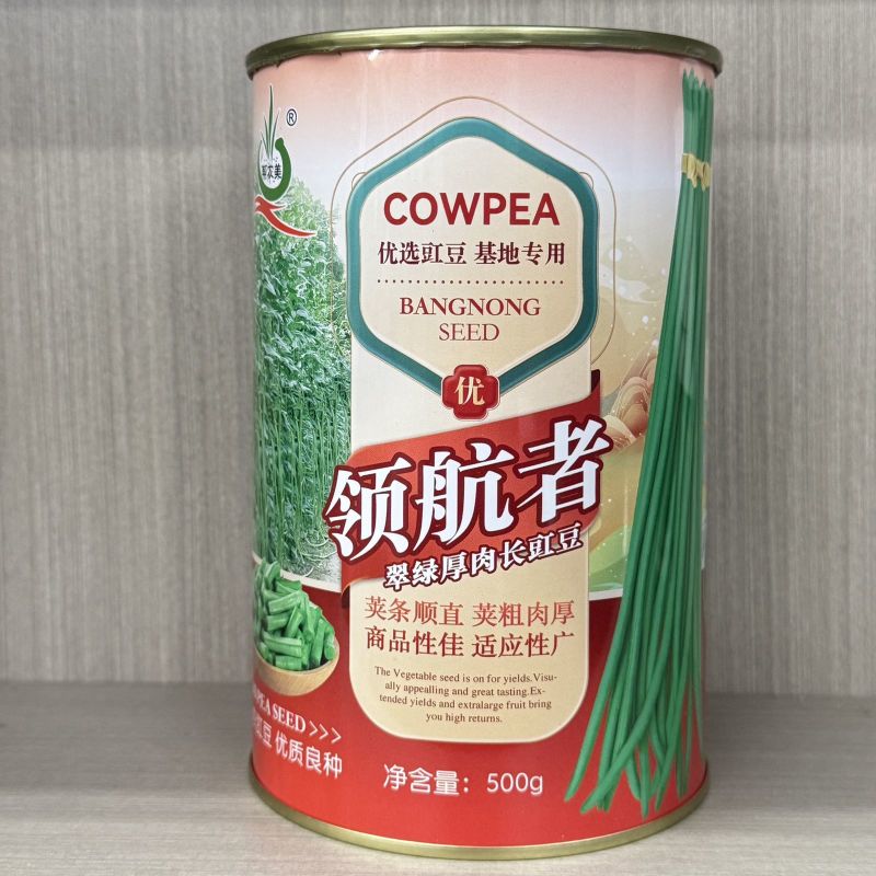 领航者白籽白花豇豆种子双荚率高长高产厚肉翠绿条耐热长豆角