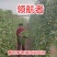 领航者白籽白花豇豆种子双荚率高长高产厚肉翠绿条耐热长豆角