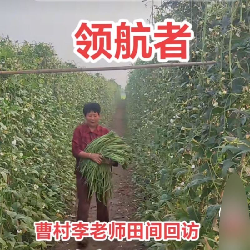 领航者白籽白花豇豆种子双荚率高长高产厚肉翠绿条耐热长豆角