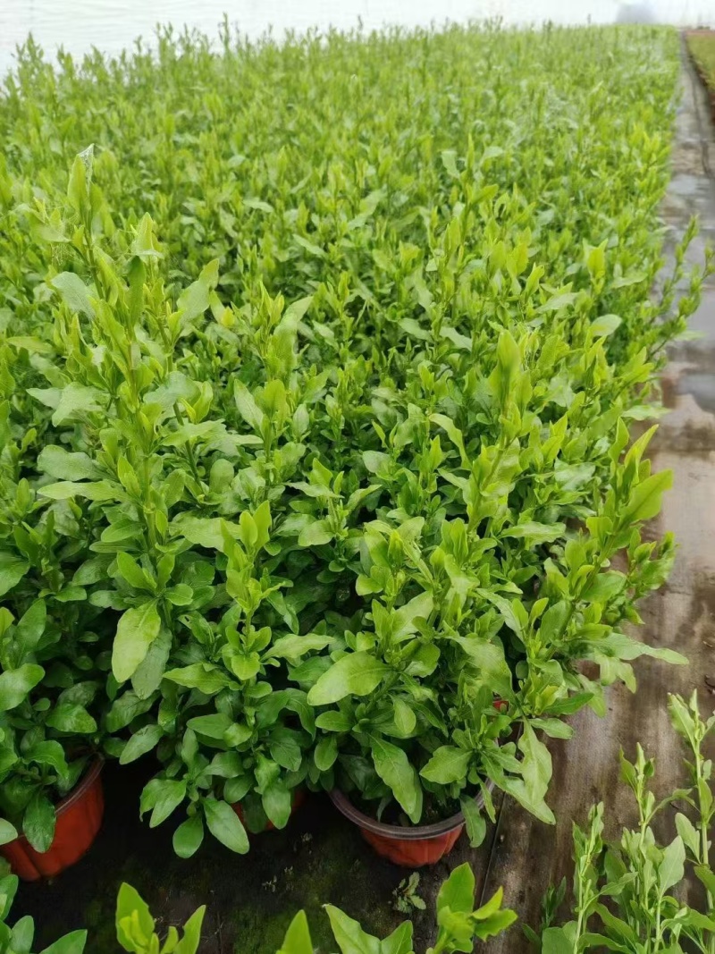 观花植物熊猫董、蓝雪花、芙蓉菊120杯的，基地有量。