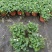 观花植物熊猫董、蓝雪花、芙蓉菊120杯的，基地有量。