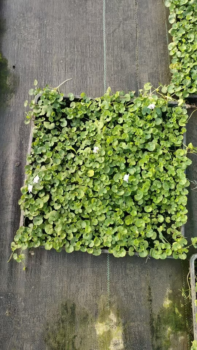 观花植物熊猫董、蓝雪花、芙蓉菊120杯的，基地有量。