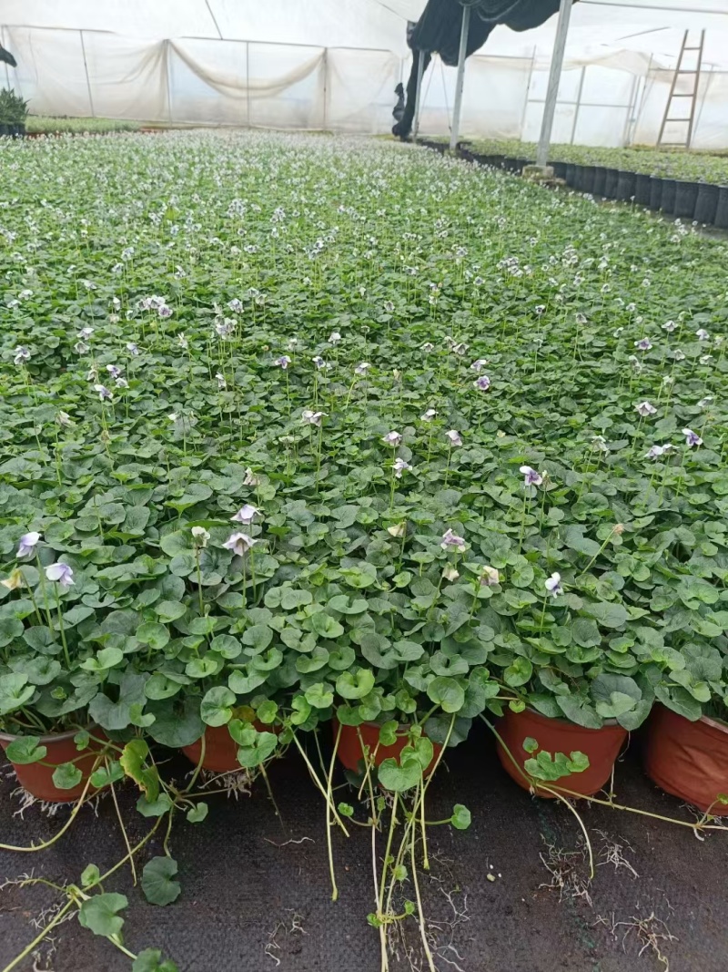 观花植物熊猫董、蓝雪花、芙蓉菊120杯的，基地有量。