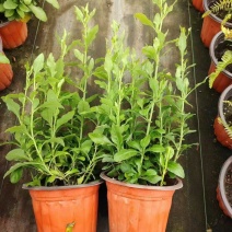 观花植物熊猫董、蓝雪花、芙蓉菊120杯的，基地有量。