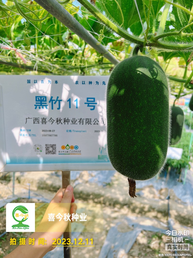 黑竹11号小型黑皮冬瓜早熟座瓜率高耐贮运心腔小脆甜
