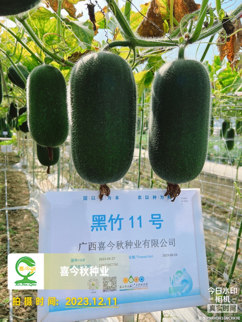 黑竹11号小型黑皮冬瓜早熟座瓜率高耐贮运心腔小脆甜
