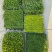 观花植物熊猫董、蓝雪花、芙蓉菊120杯的，基地有量。