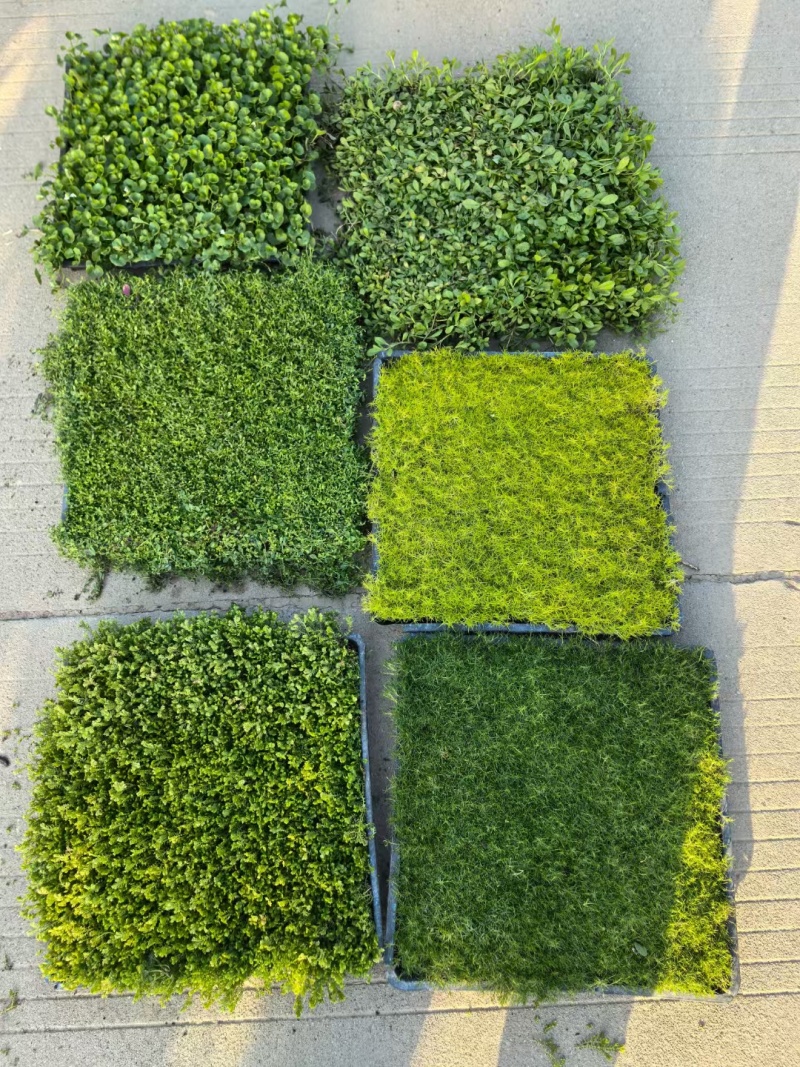 观花植物熊猫董、蓝雪花、芙蓉菊120杯的，基地有量。