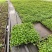 观花植物熊猫董、蓝雪花、芙蓉菊120杯的，基地有量。