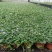 观花植物熊猫董、蓝雪花、芙蓉菊120杯的，基地有量。