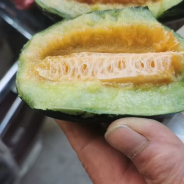 大荔县温室博阳九甜瓜香甜可口