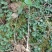 黄精苗多花姜形不倒苗籽育苗大量现货欢迎选购