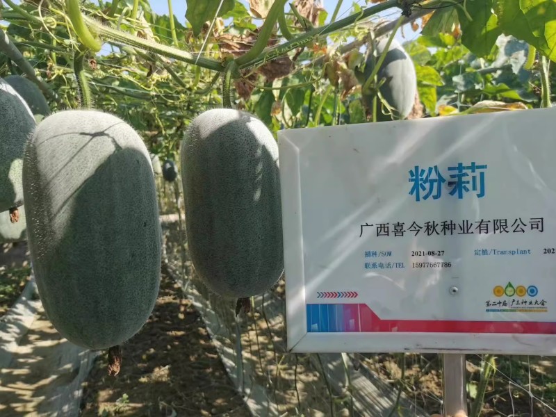 【粉莉小冬瓜】优质杂交早熟上粉快白肉口感软糯