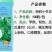 【粉莉小冬瓜】优质杂交早熟上粉快白肉口感软糯