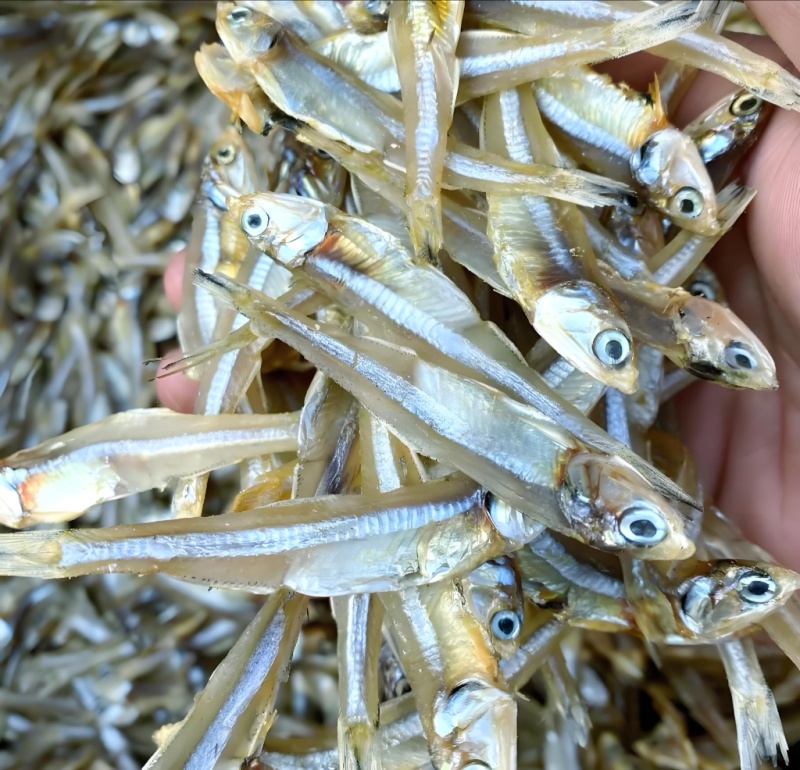 新鲜白凡鱼，跑江湖产品，展销会，摆地摊，淡口鱼