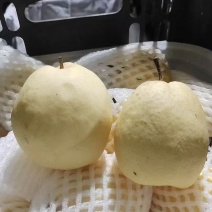 新疆雪梨