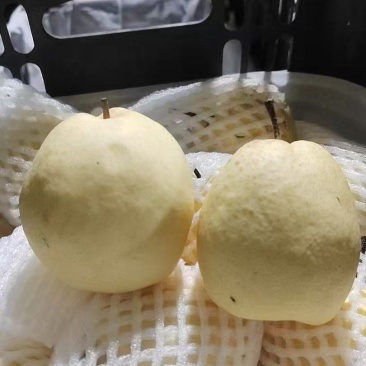 新疆雪梨