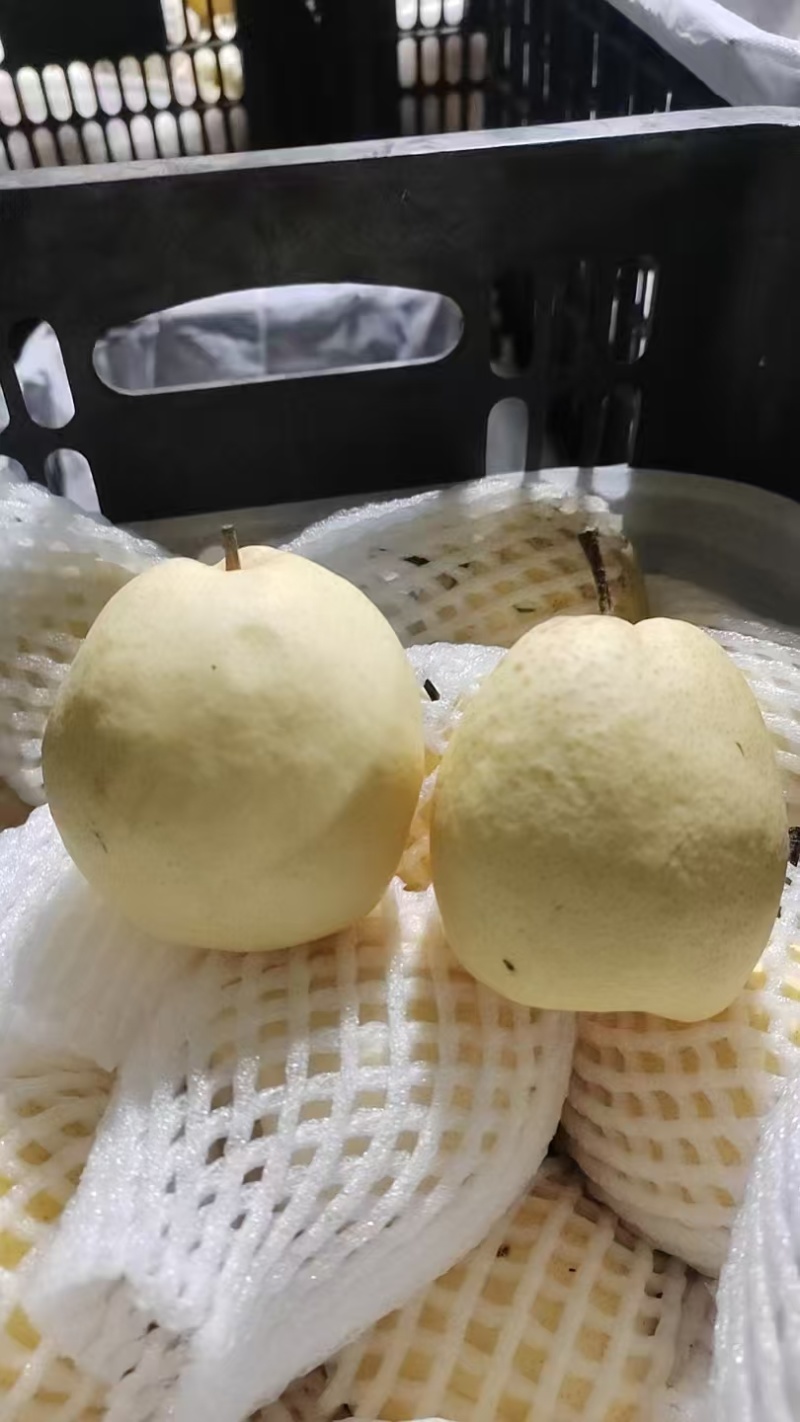新疆雪梨
