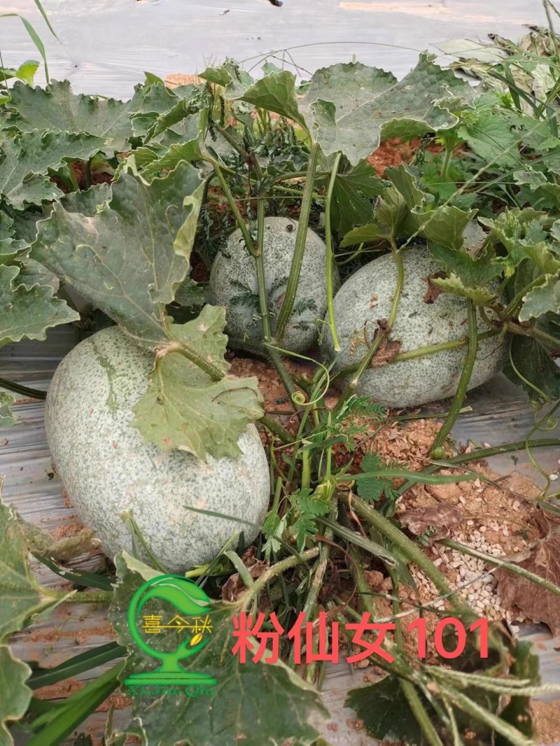 【粉仙女101小冬瓜】早熟上粉快口感脆甜产量佳