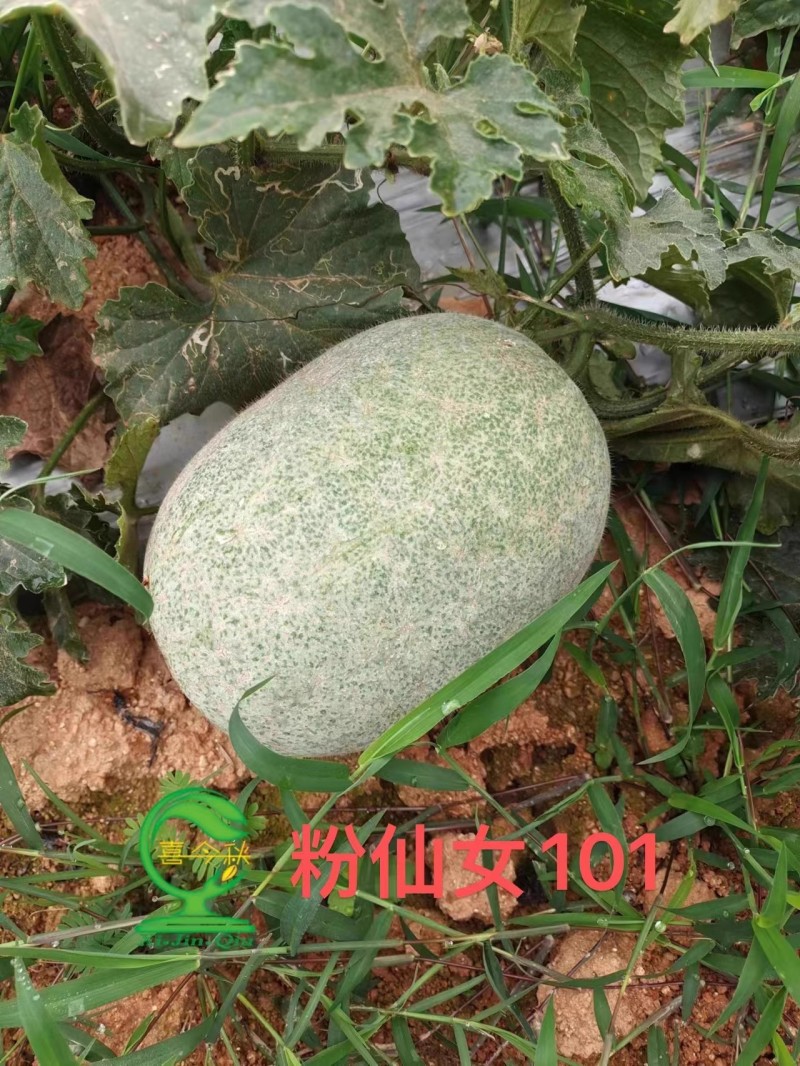 【粉仙女101小冬瓜】早熟上粉快口感脆甜产量佳