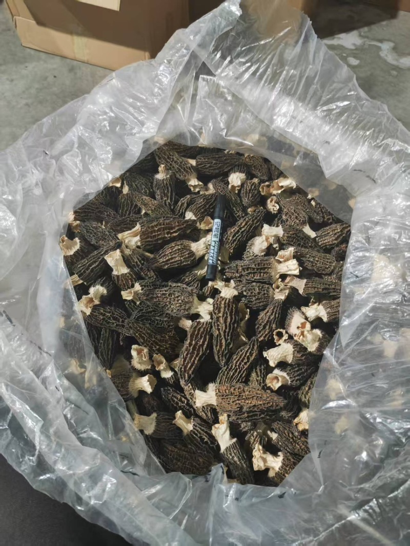 2025年新货上市了，精选大个羊肚菌头茬肉厚
