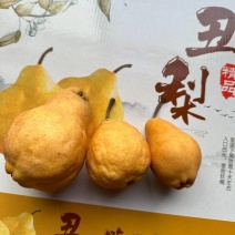 烟台精品丑梨，软糯香甜，产地直发，对接市场