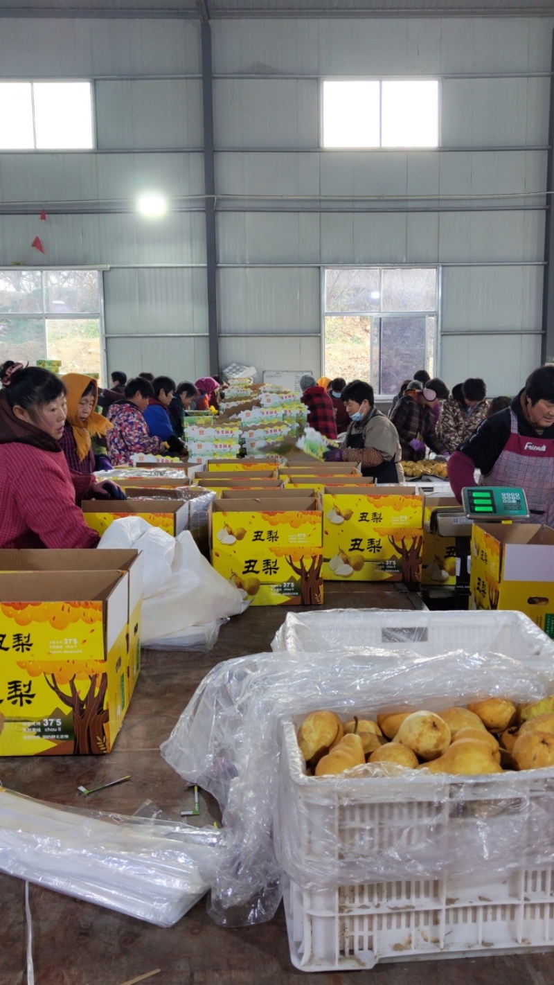 烟台精品丑梨，软糯香甜，产地直发，对接市场