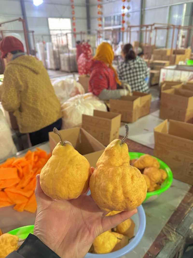 烟台精品丑梨，软糯香甜，产地直发，对接市场