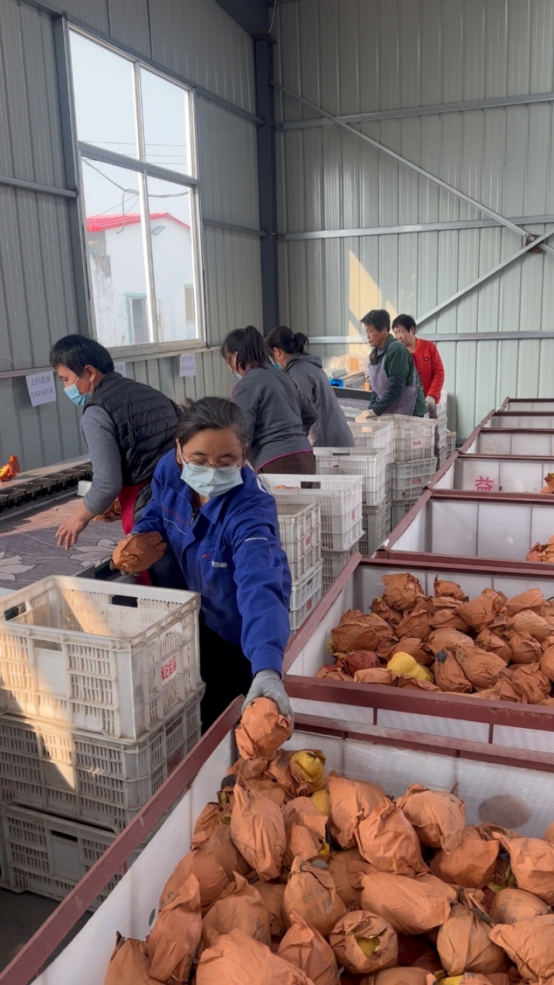 烟台精品丑梨，软糯香甜，产地直发，对接市场