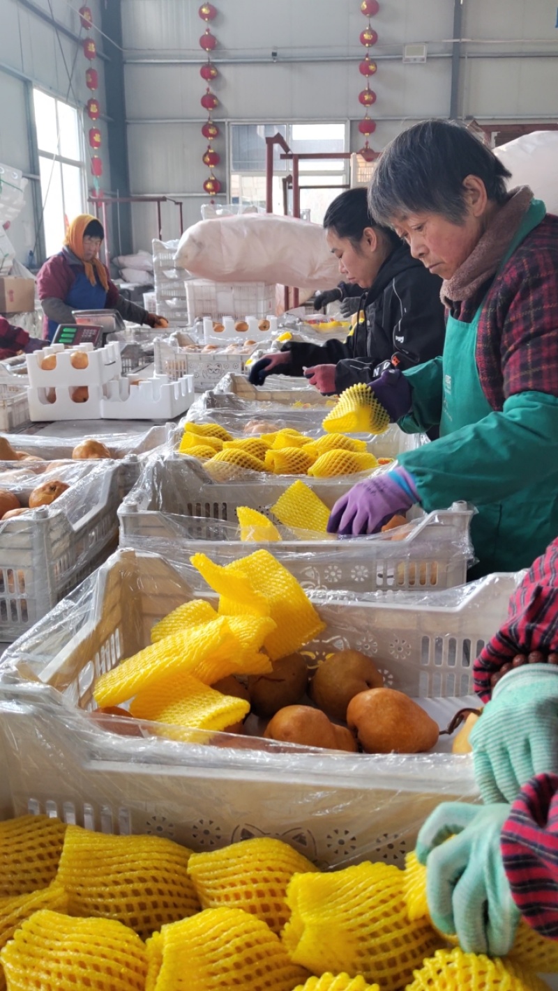 烟台精品丑梨，软糯香甜，产地直发，对接市场