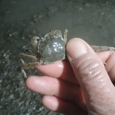 优质蟹苗直供，成活率高，生长快，养殖**！