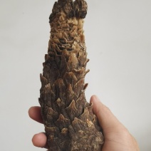 新疆大芸荒漠肉苁蓉沙漠人参药食同源苁蓉