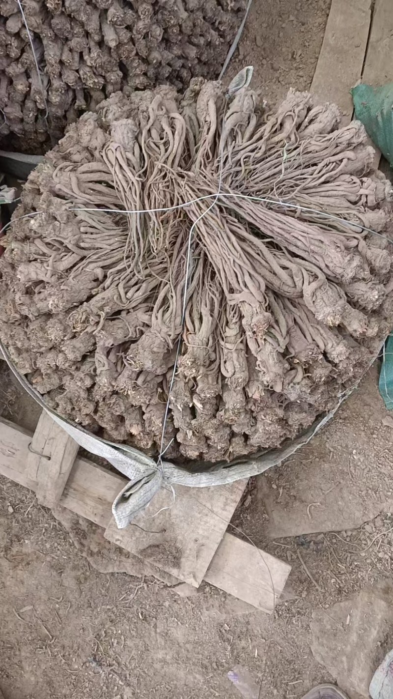 甘肃岷县当归/大货批发/规格齐全现货速发